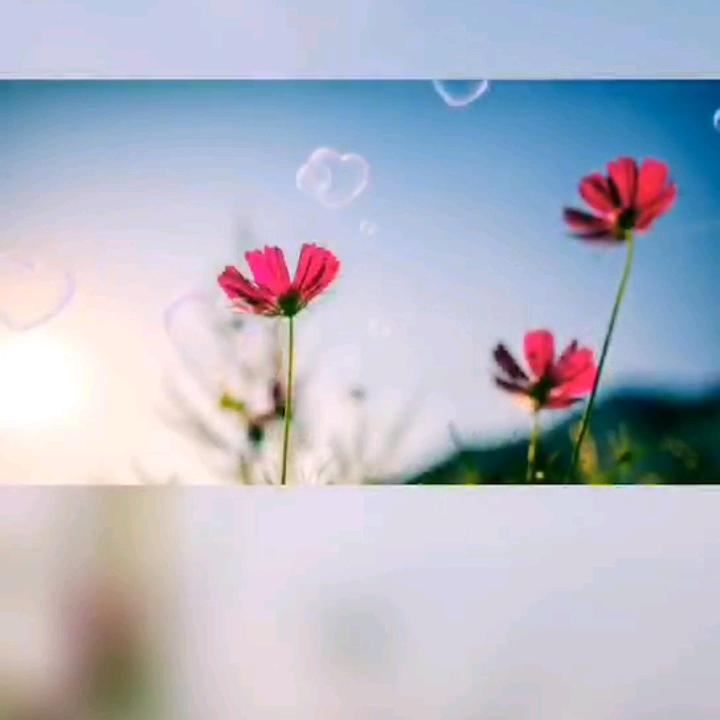 四妹
