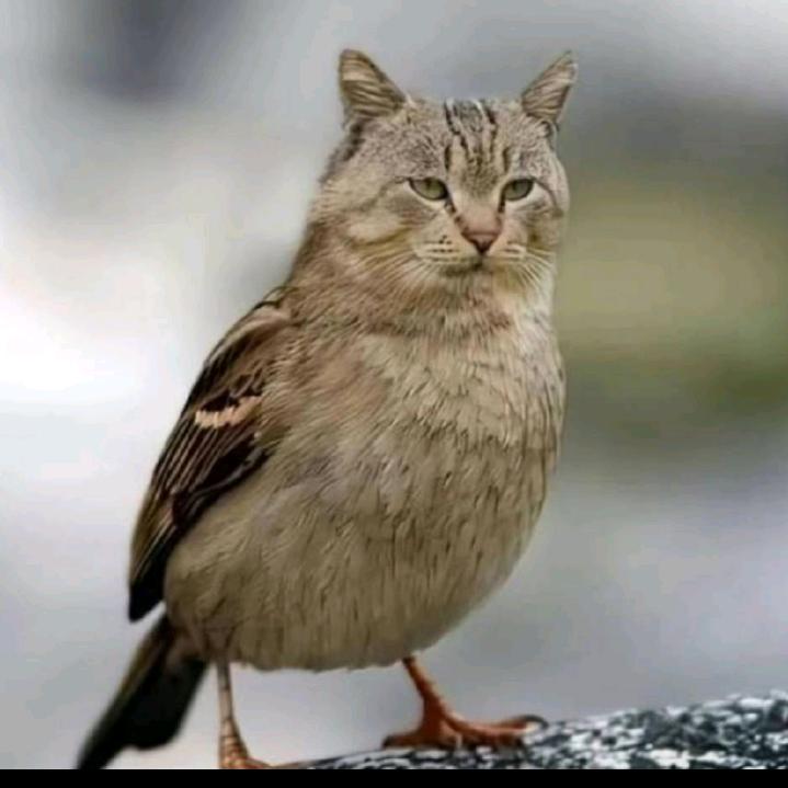 小猫！