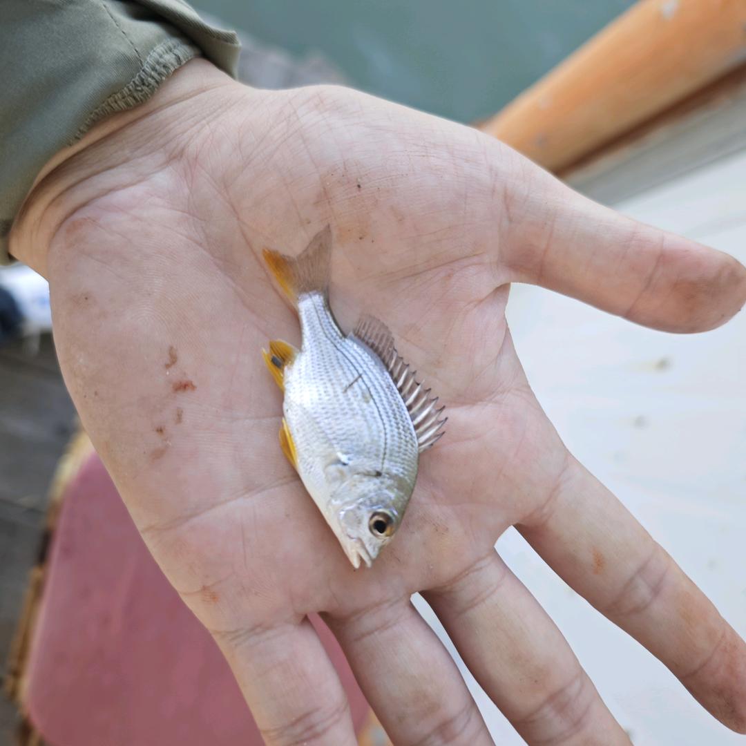 尼康打鸟不打龟