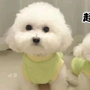 爱尚宠宠物优品小铺