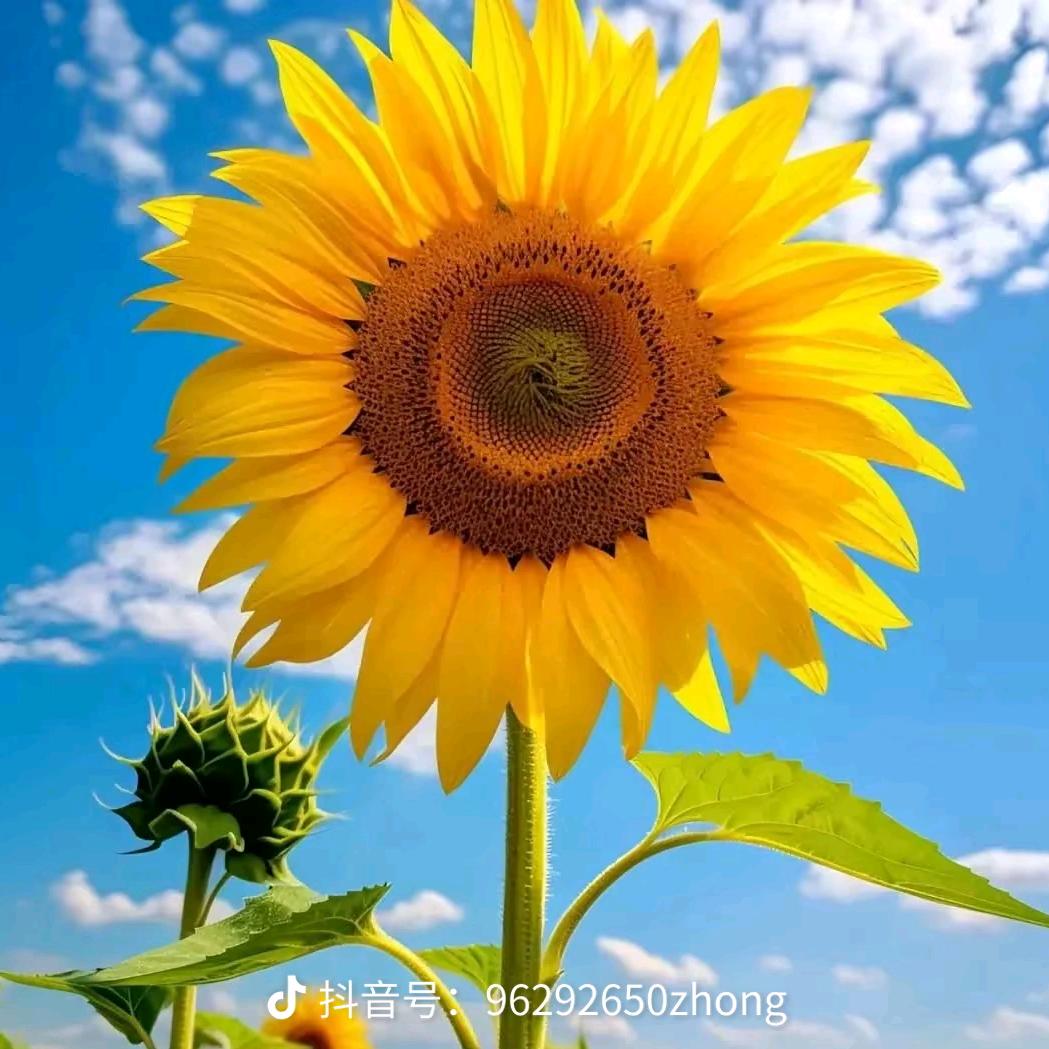 自带光芒257601452