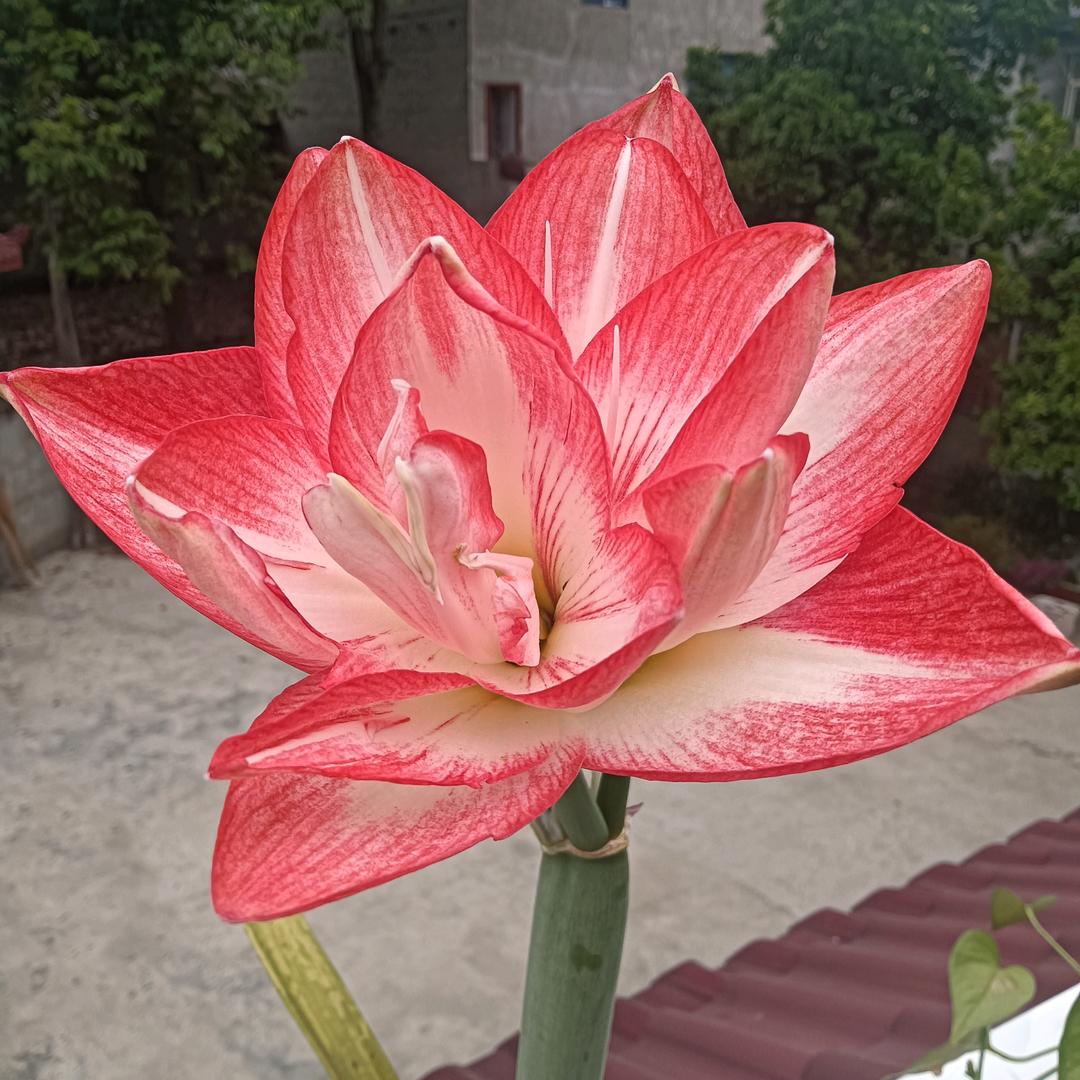丽丽🌹🌹