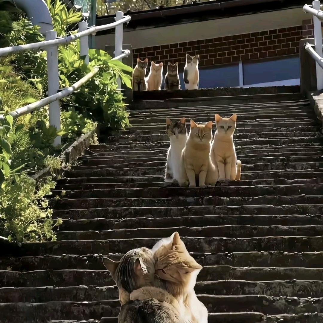 🐱