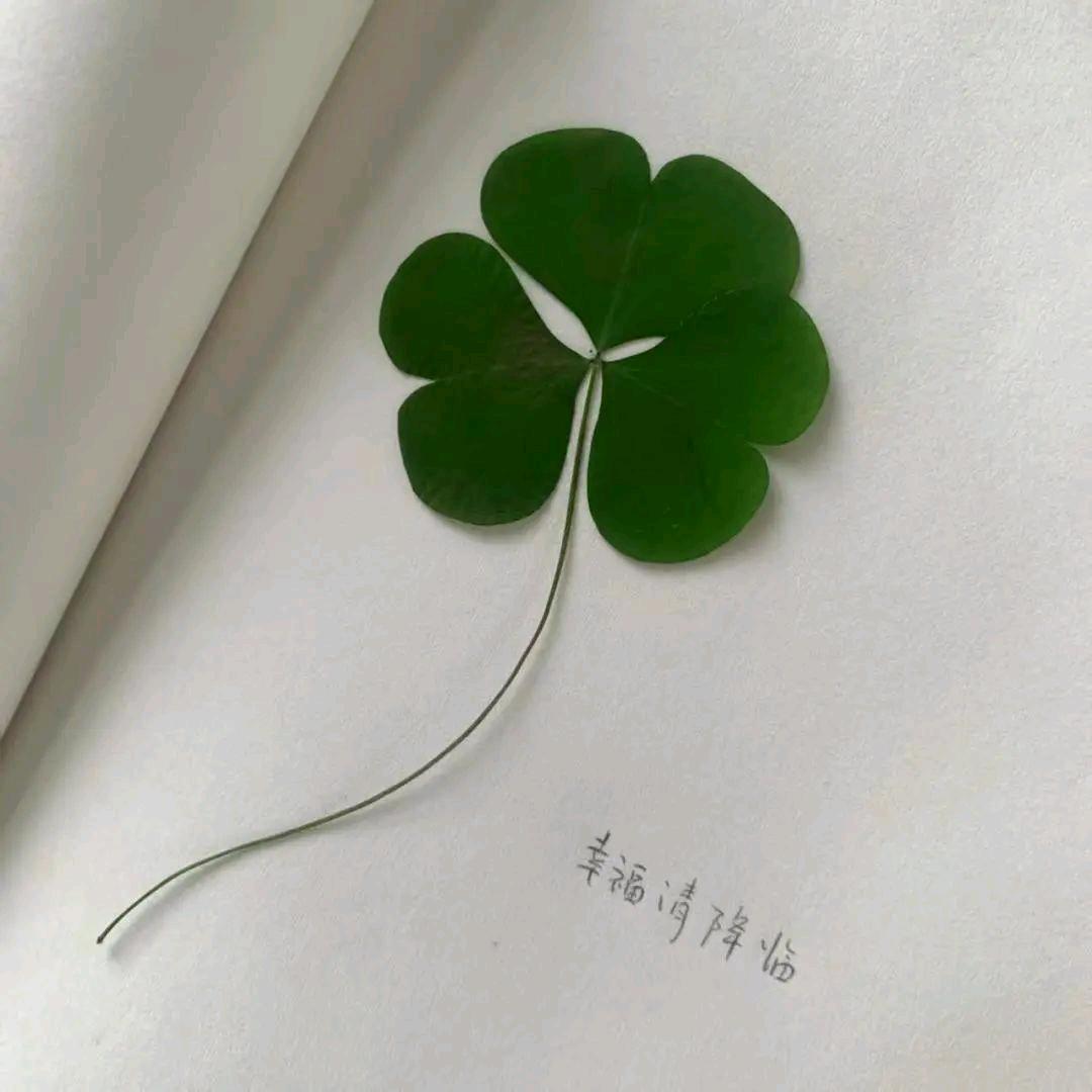 丫头很努力(科立美)