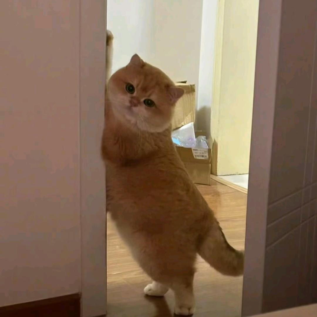 披萨心肠😇
