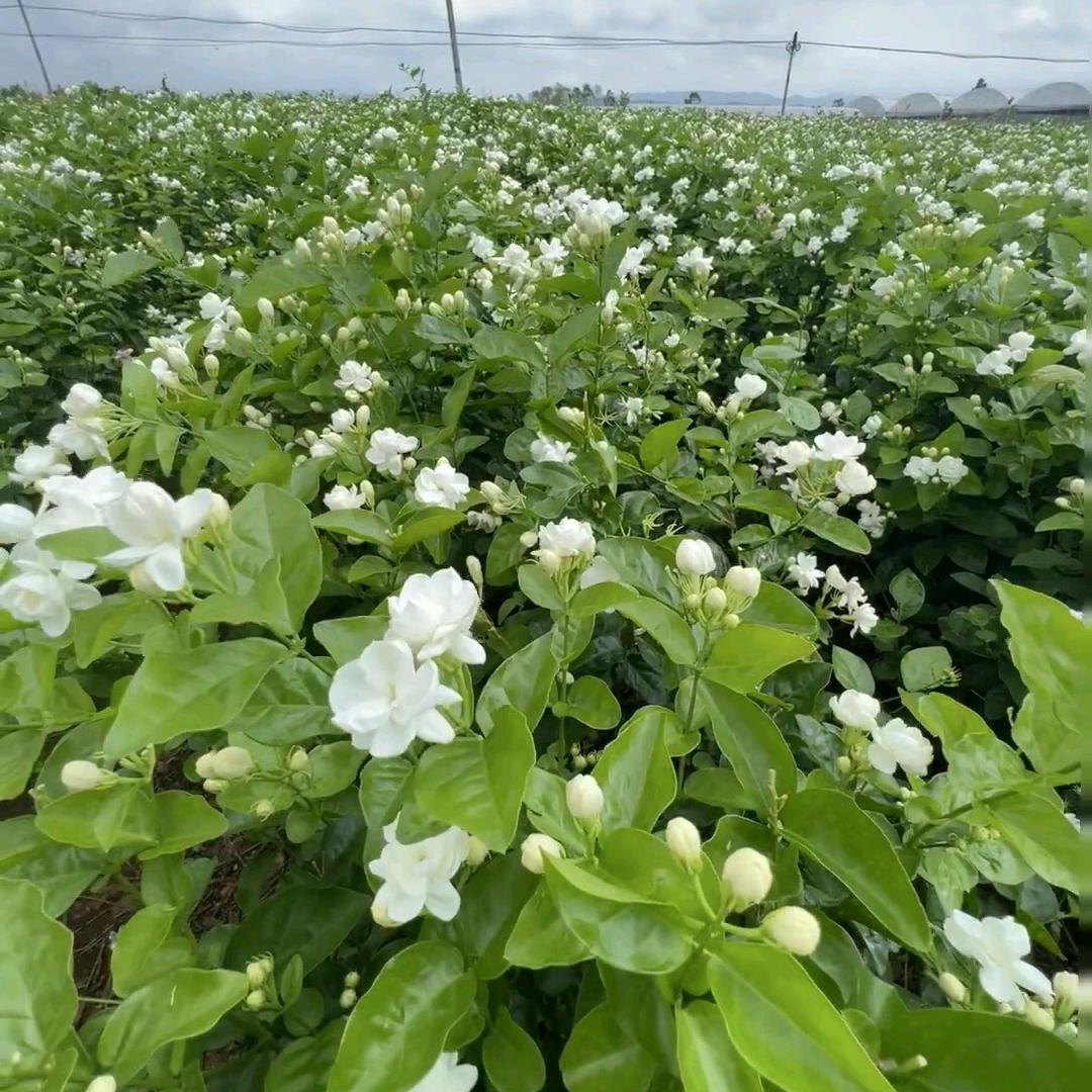 种茉莉花的小妹