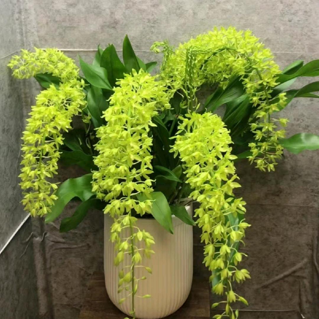 清露润兰台头像