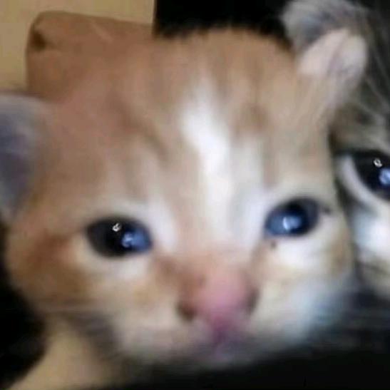 超级无敌大帅哥（被迫改名版）