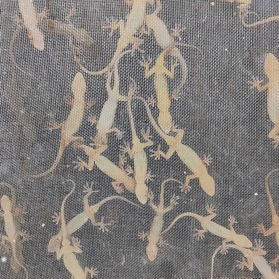 兴旺农业