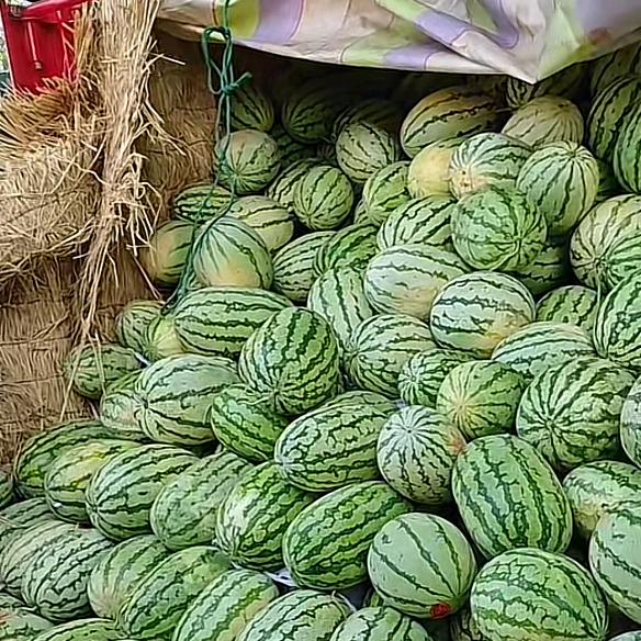 西瓜种植小荆🍉