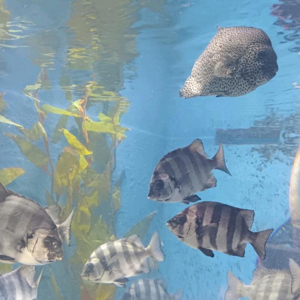 W 少女之心❤️❤️❤️❤️