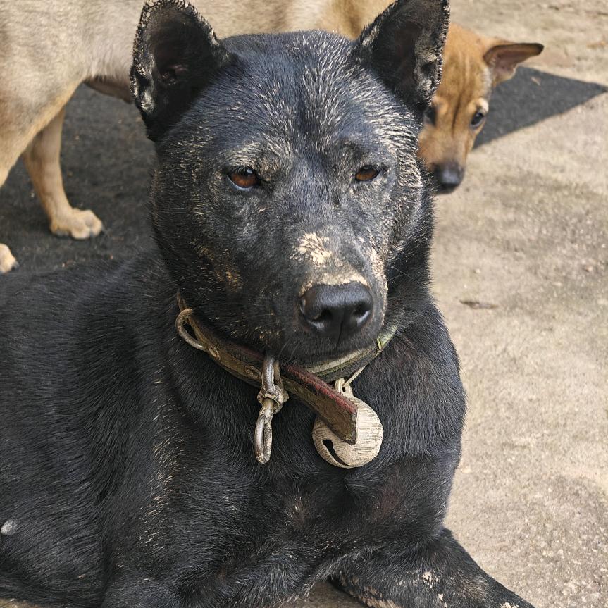 啊卡，洞货专业户(接带训)