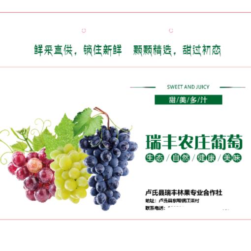 @十一月（江渠瑞丰葡萄）