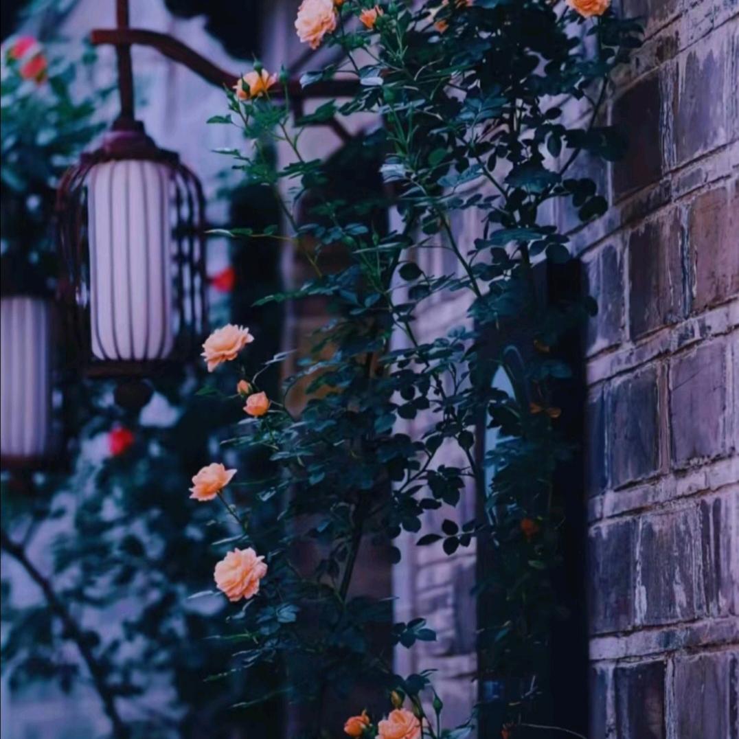 ꫛ心想事陈🍊ღ