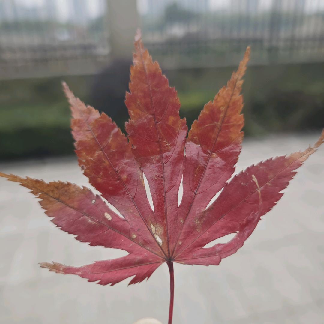 ☘☘*无限循环☘☘