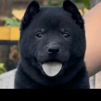 栋哥淘犬（代淘）