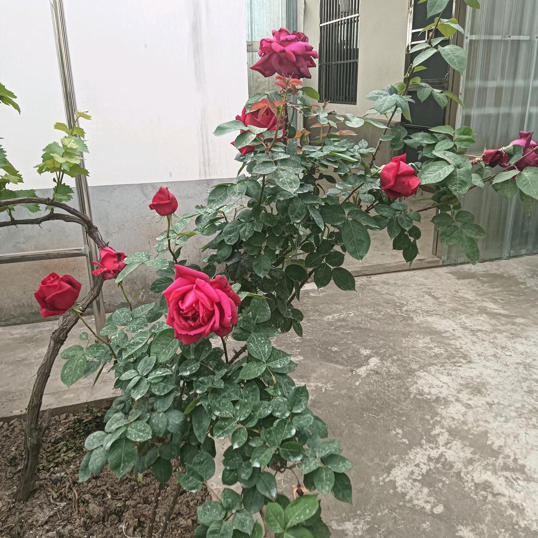 守护806