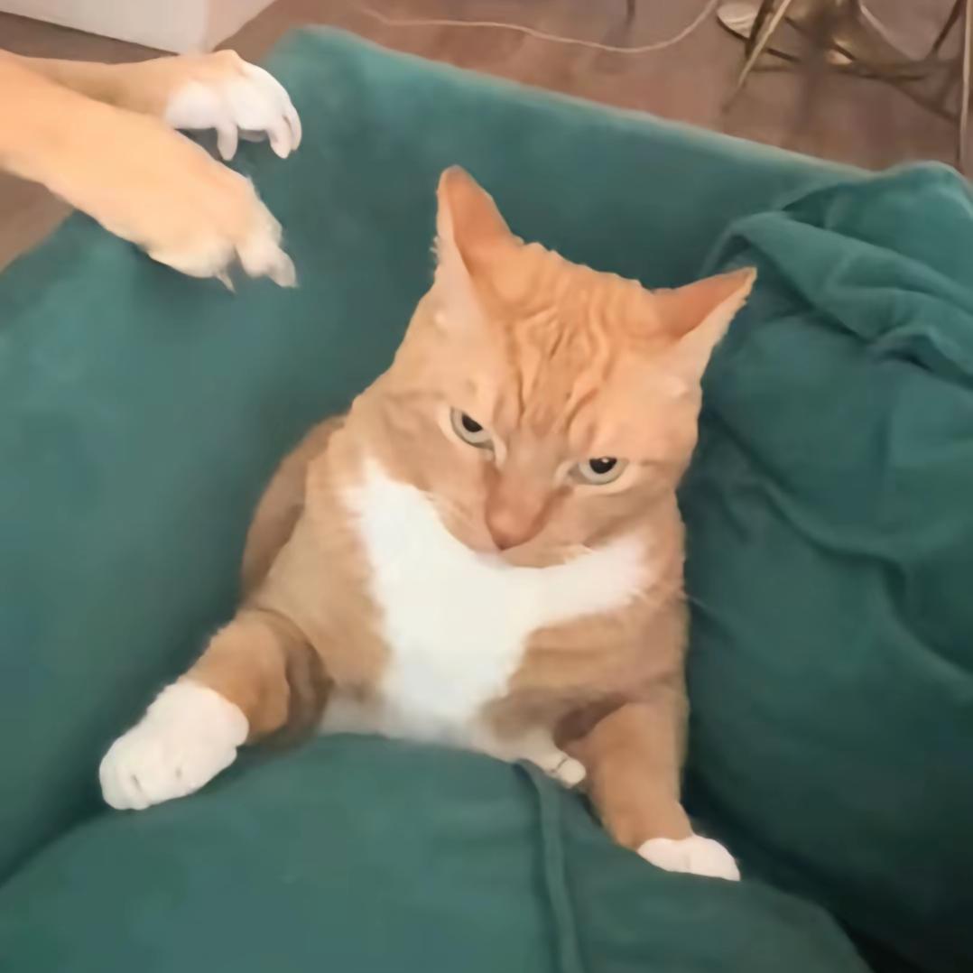 ˙ᵕ˙