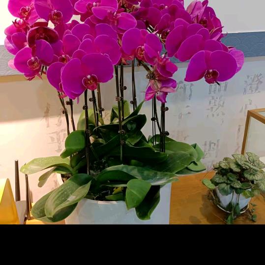 💞ℳঞᩚ唐奕辰奶奶孙秀丽꧔ꦿ᭄💞