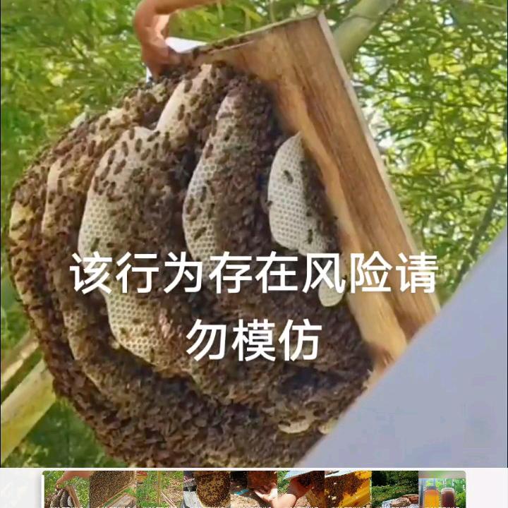 养蜂人小虎哥