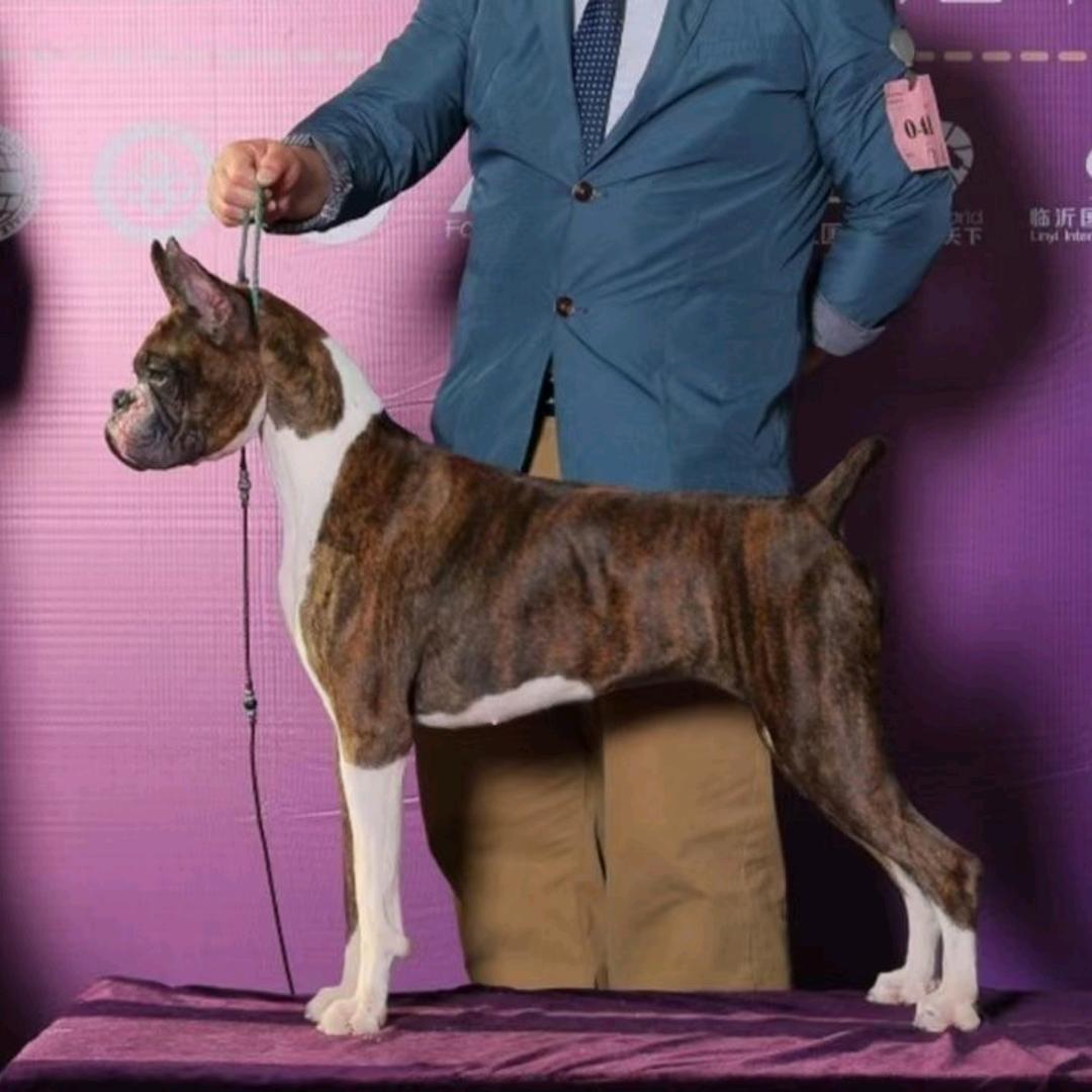 谭的拳师犬犬舍（FCI  Cku）