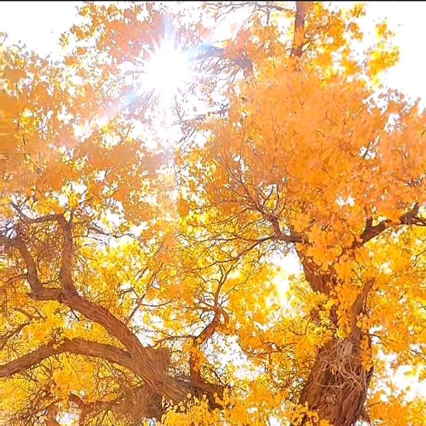 彭姐一冠珠瓷砖