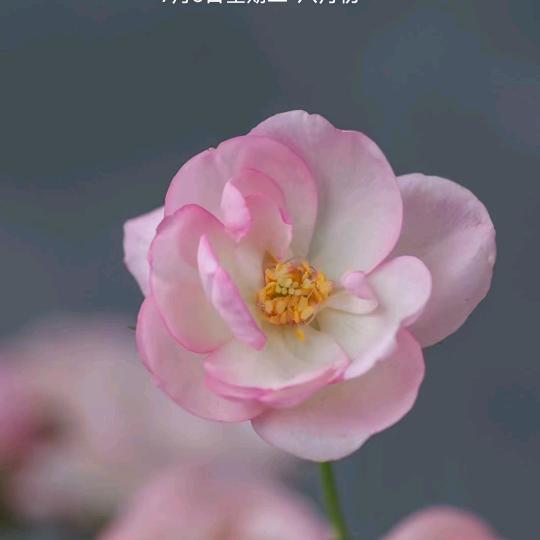 雅丹说智慧4