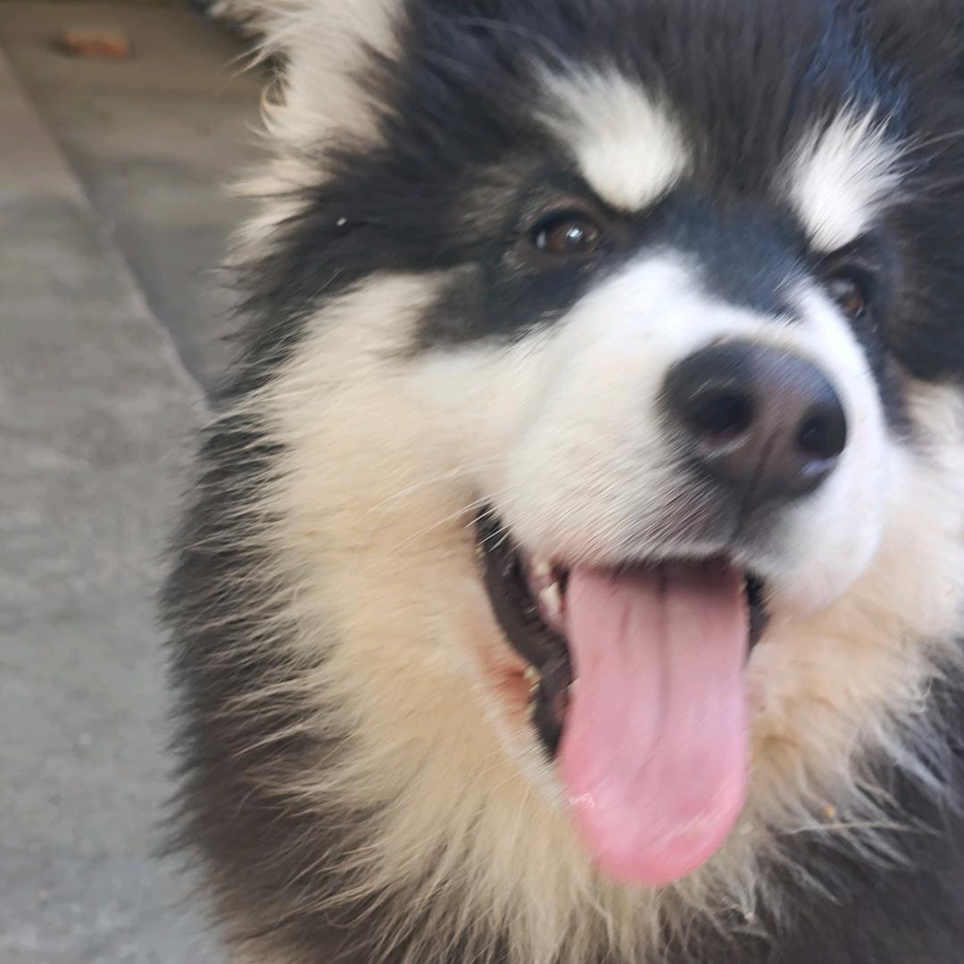 黑糖是个甜妹儿