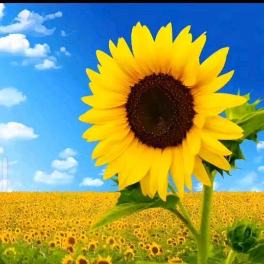 向日葵🌻