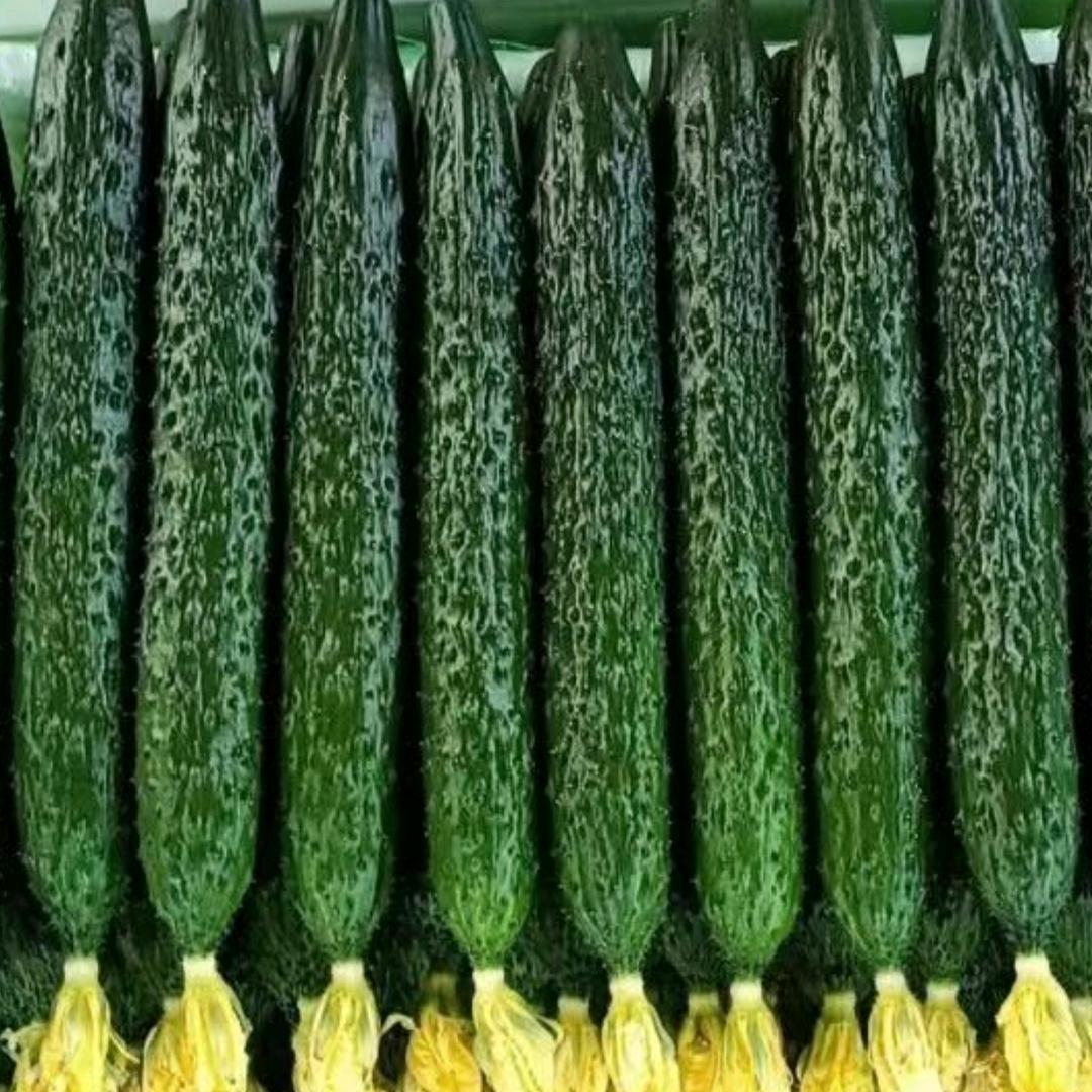 聊北区蔬菜合作社