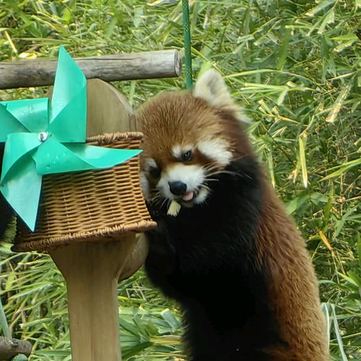 姗姗是个玩毛线的