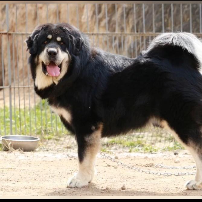 农村獒犬养殖基地