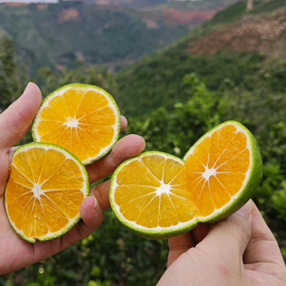 壹个橘