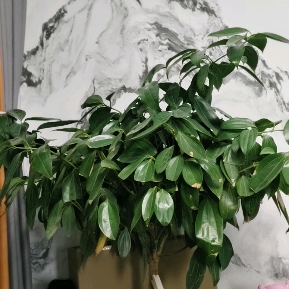 玉伶