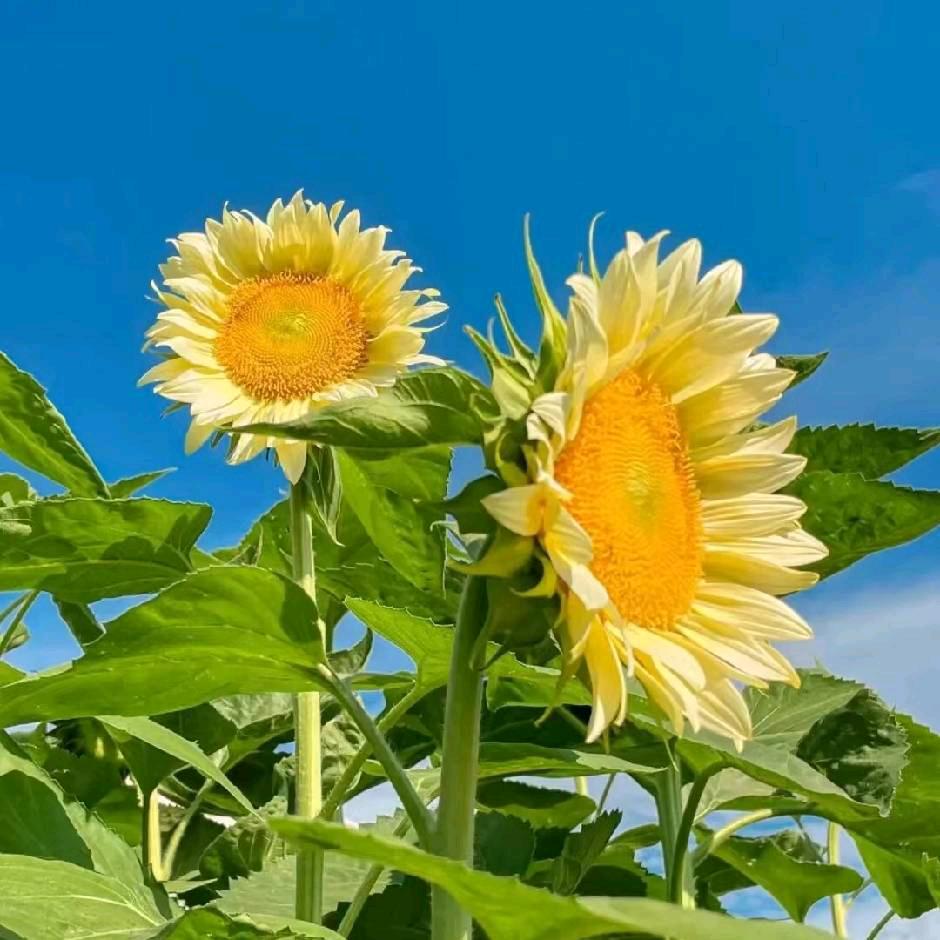 懂得珍惜，才配拥有🌻🌻