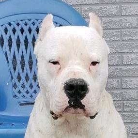 戴氏:杜高.火梗