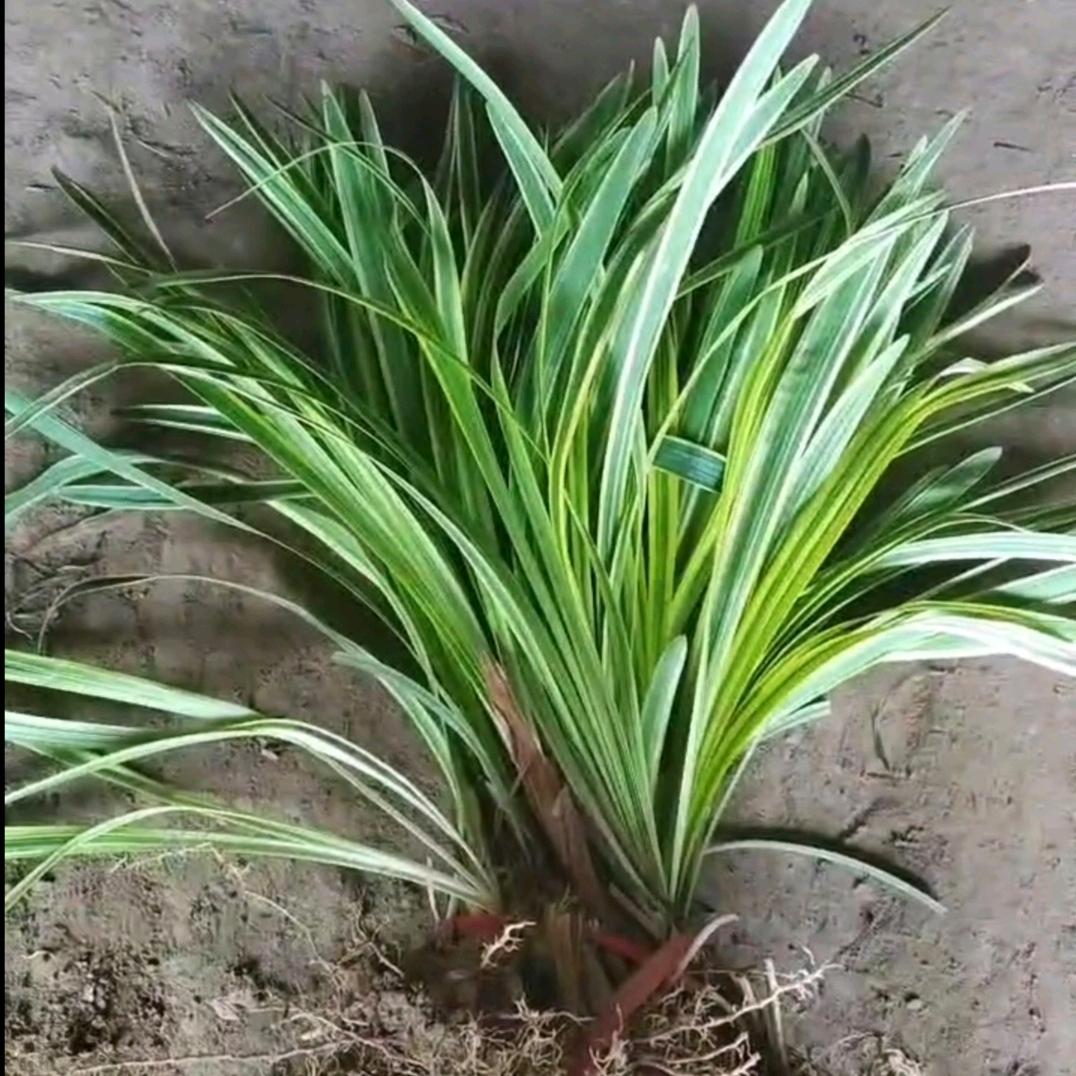 张雪花卉苗木场