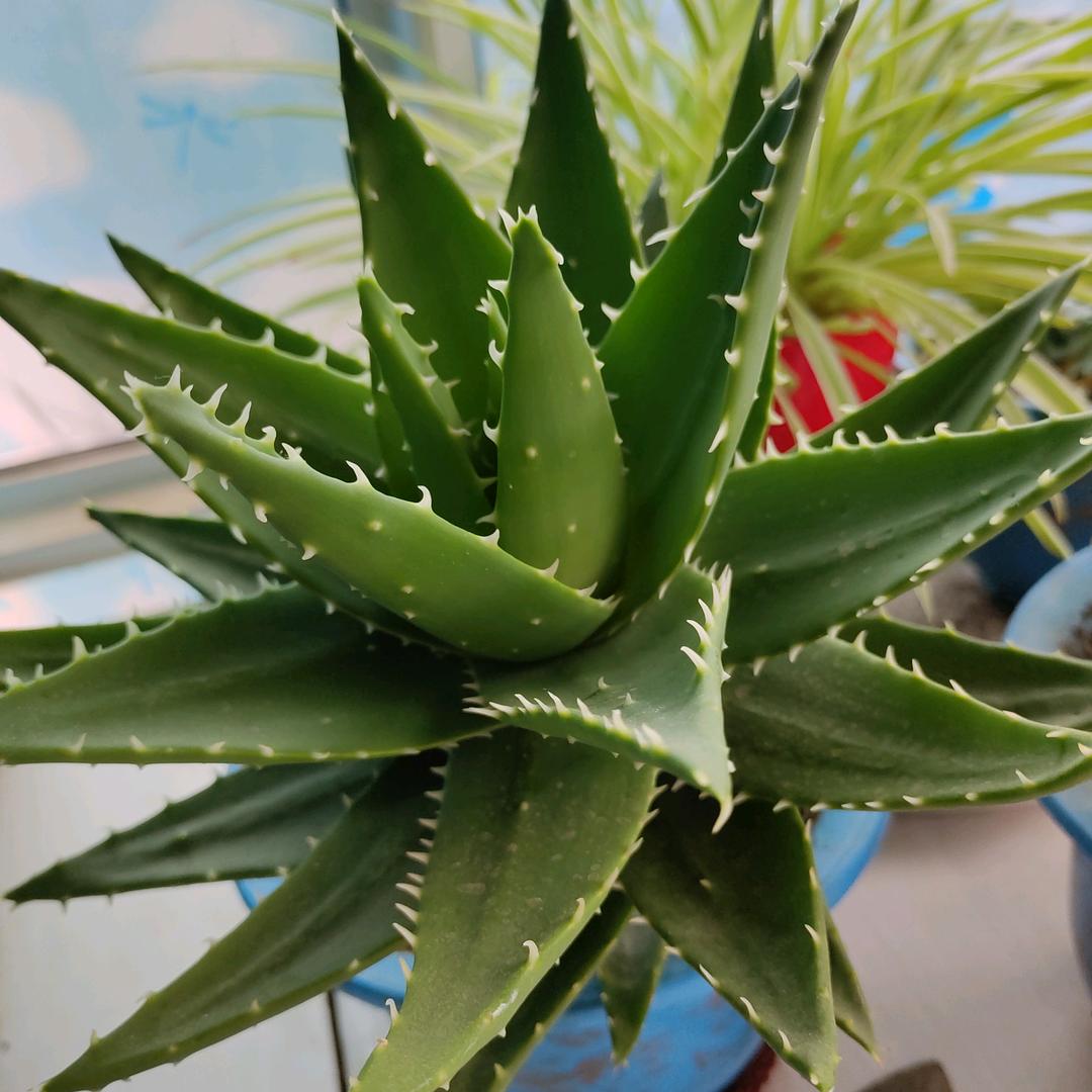 大森小草