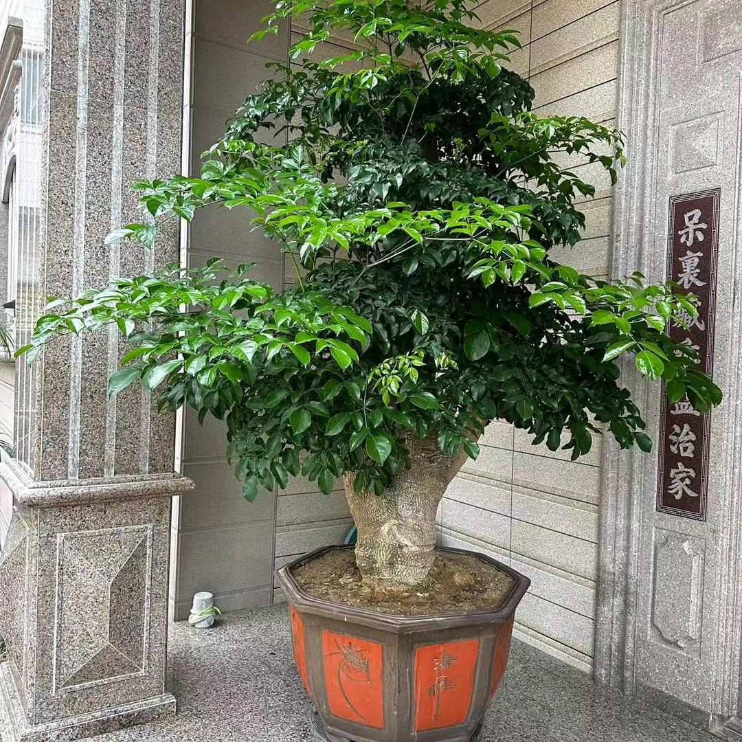 西西千亩园林