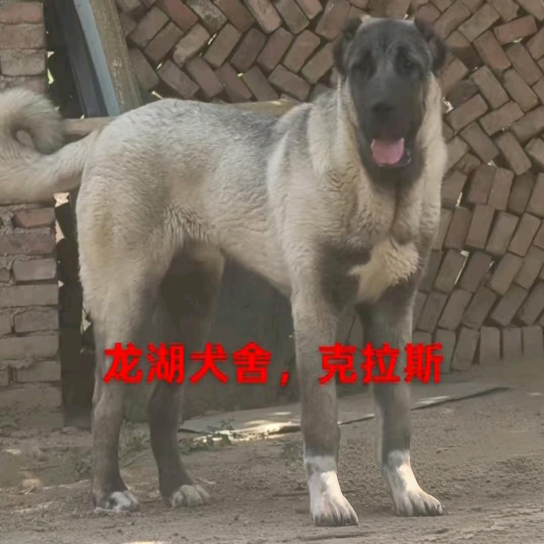 龙湖坎高宠物用品