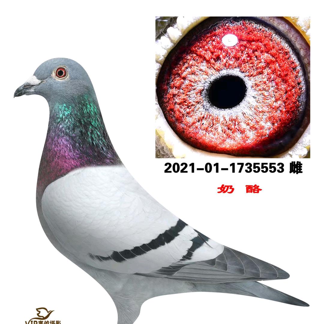 征战者赛鸽寄养棚