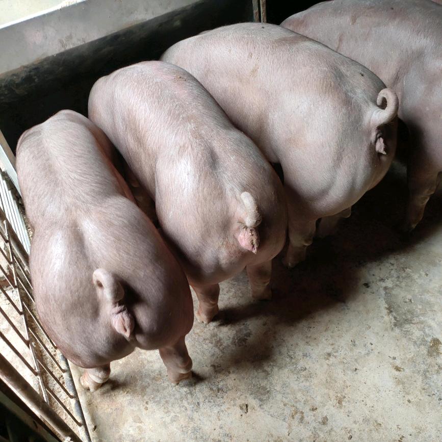 百姓猪业🐷