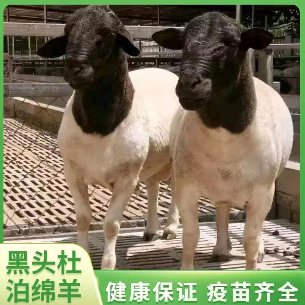 黑头杜波养殖