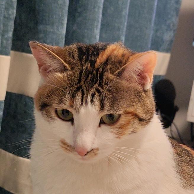 会后空翻的三花花🎐⁰⁸⁹