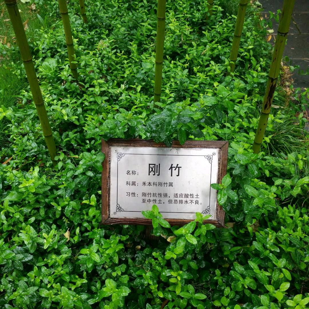 江小白的夏天
