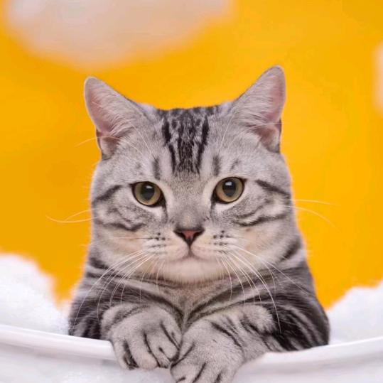 猛猛