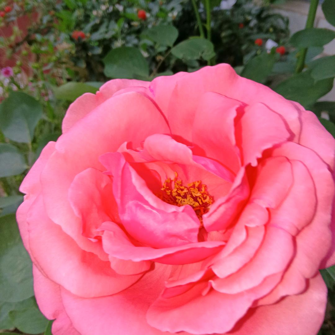 ꧁遇见你是❤梦꧂