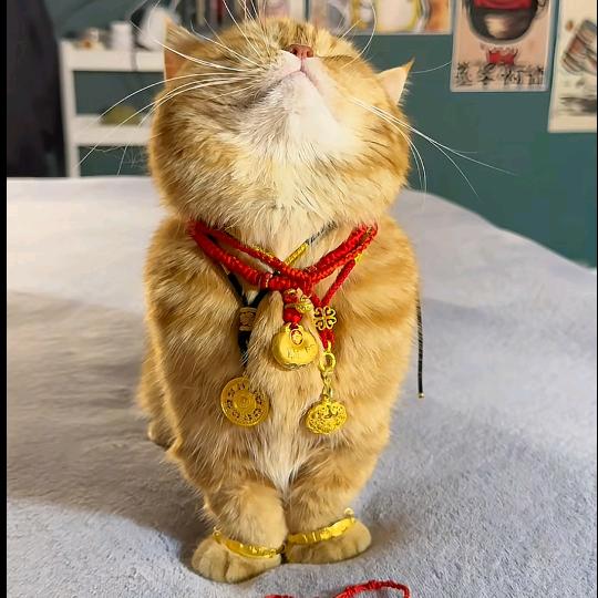 🦹¹ᶟ₁₄何里有王꧔ꦿ᭄💞