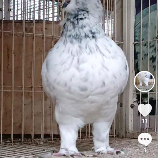 潮汕👿象腿圆环👿粤U