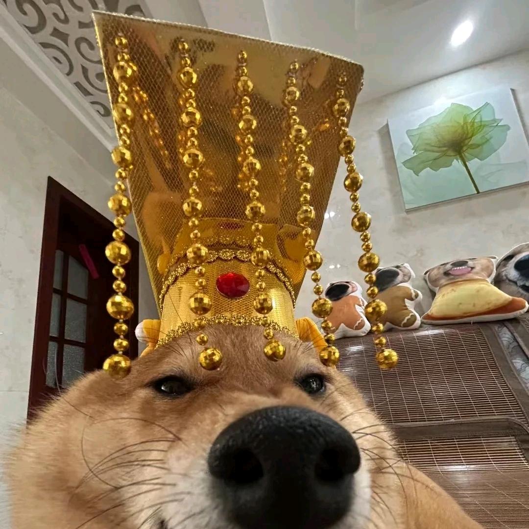 有用的小度